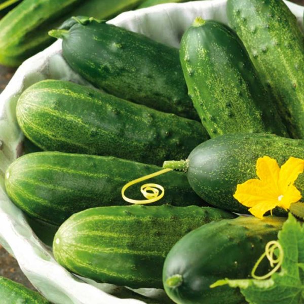 Gurke 'Marketmore'