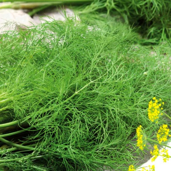 Dill 'Common'