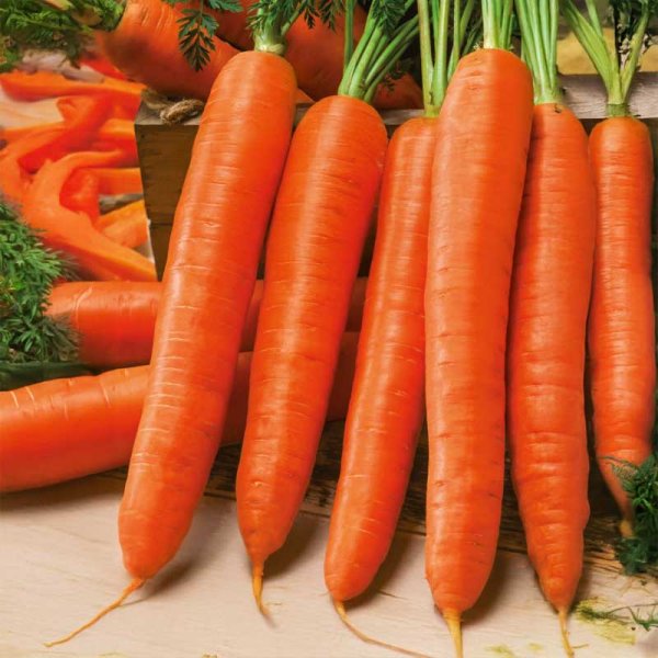 Carrot 'Nantes 2'