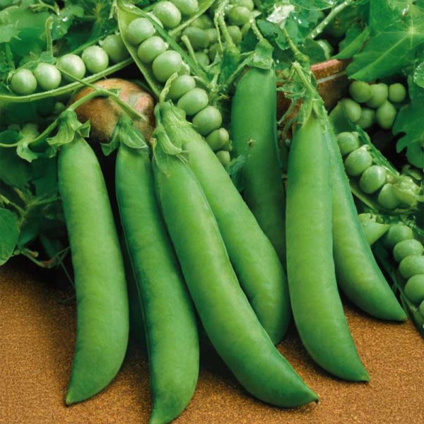 Markerbse 'Progress N.9'