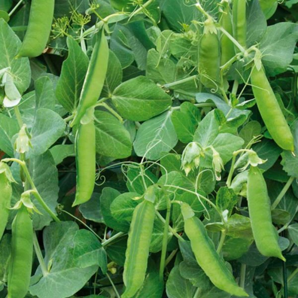 Markerbse 'Telephone Nain'