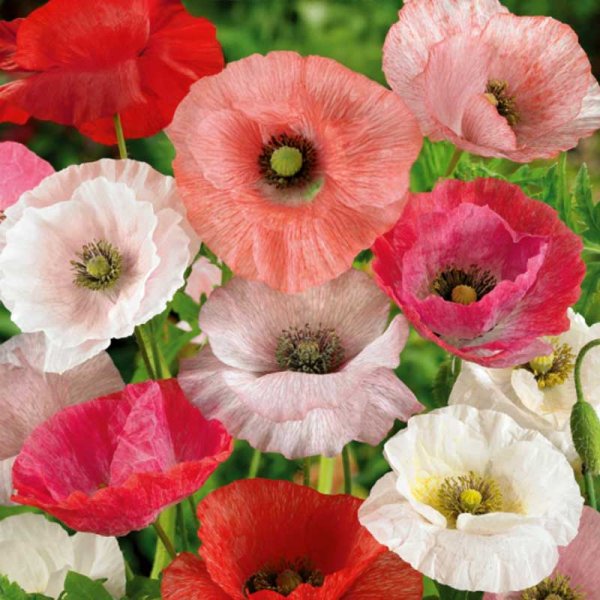 Mohn 'Common'