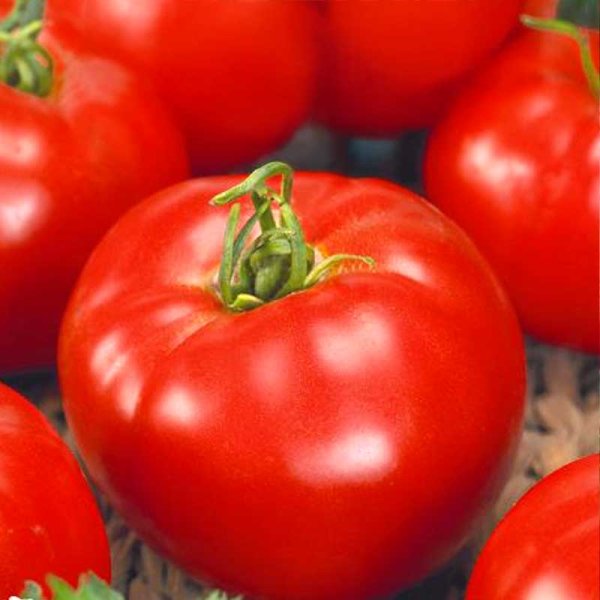 Tomate 'Matina'
