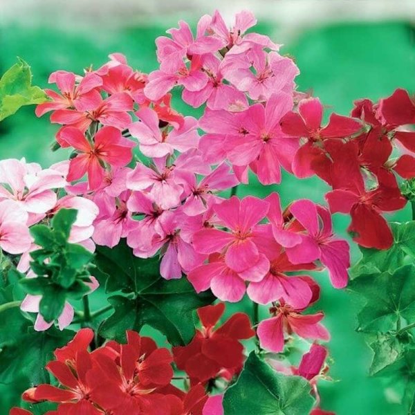Kaskadpelargon 'F2' MIX