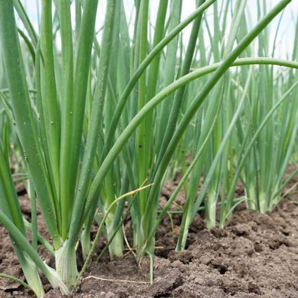 Frühlingszwiebel 'Witte van Lissabon'