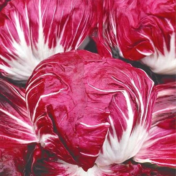 Radicchio 'Rossa di verona'