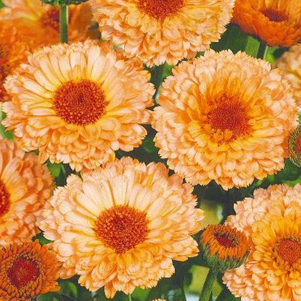 Ringelblume 'Pink suprise'