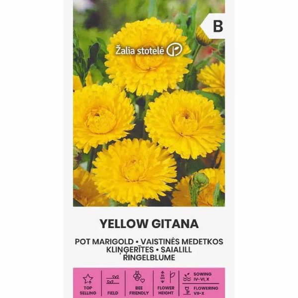 Ringelblume 'Yellow gitana'