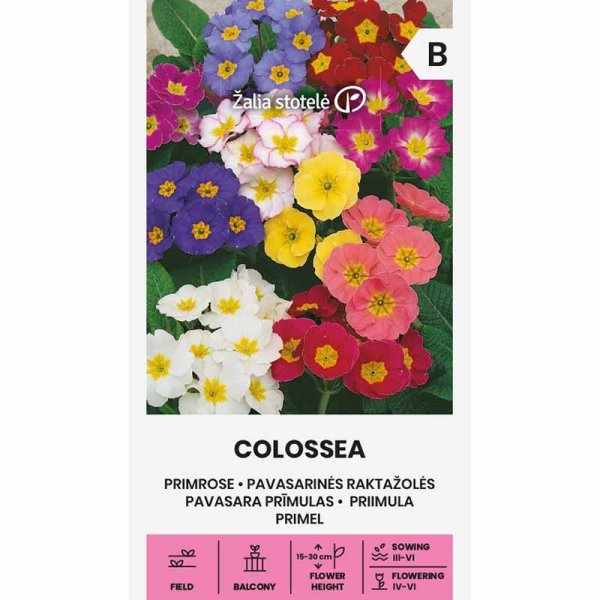 Cowslip 'Colossea'