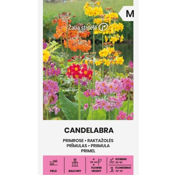 Candelabra Primula