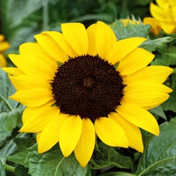 Sonnenblume 'Bambino'