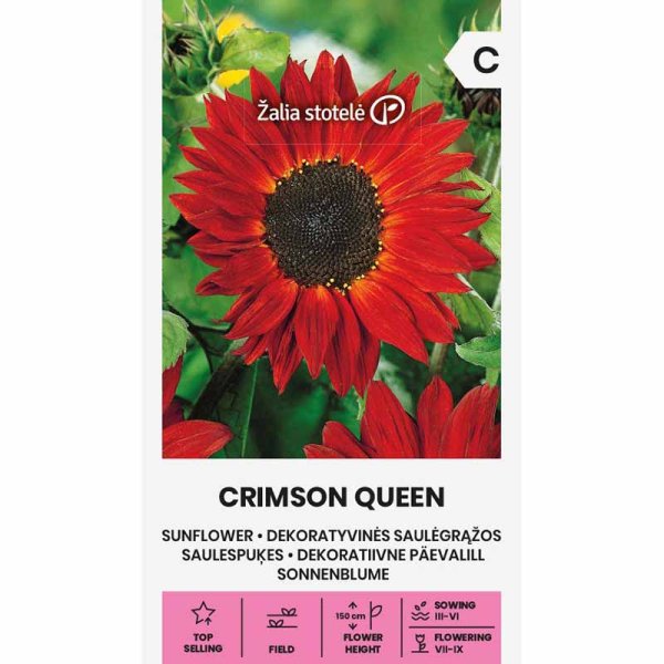 Sonnenblume 'Crimson Queen'