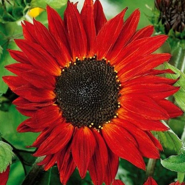 Sonnenblume 'Crimson Queen'
