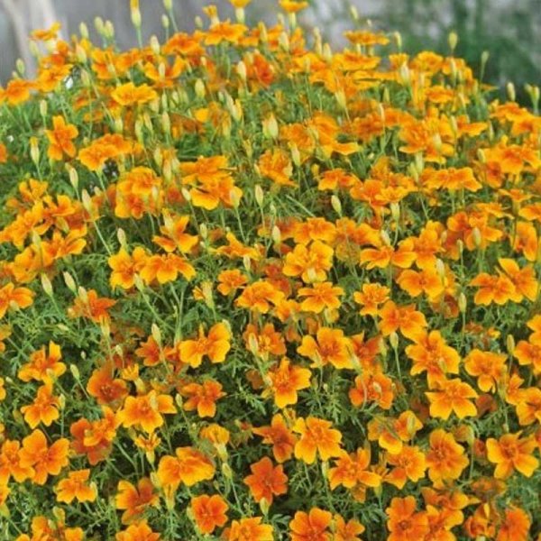 Tagetes 'Golden Gem'