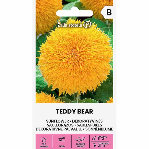 Sonnenblume 'Teddy Bear'