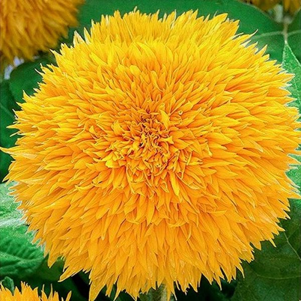 Sonnenblume 'Teddy Bear'