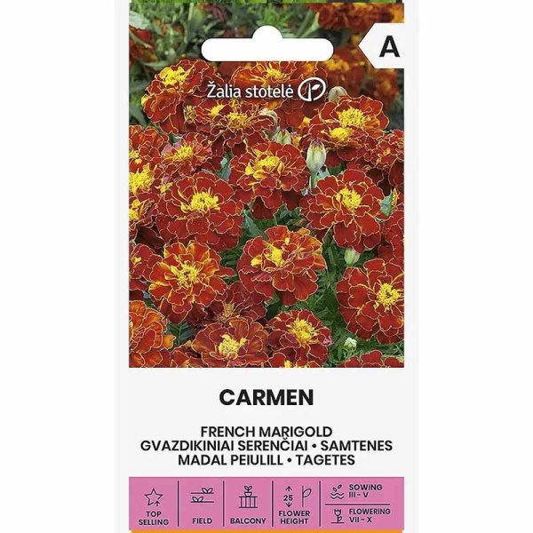 Studentenblume 'Carmen'