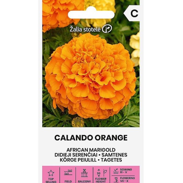 Große Studentenblume 'Calando orange'
