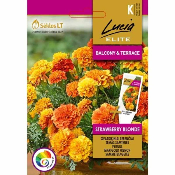 Studentenblume 'Strawberry blonde'