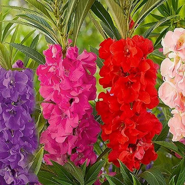 Springkraut 'Camelia'