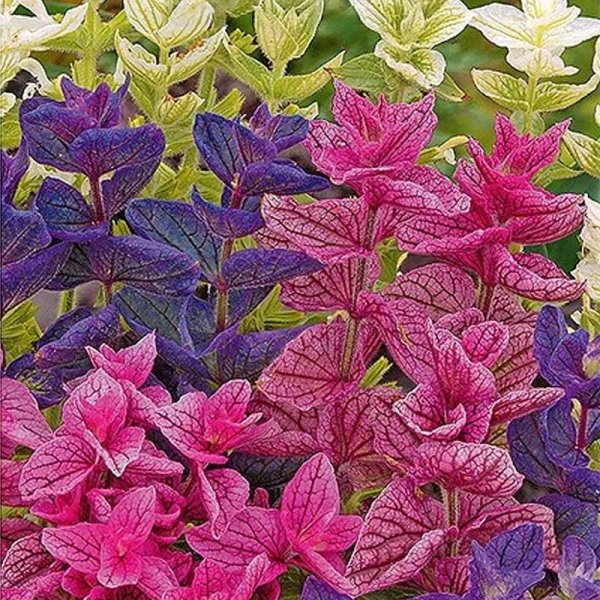 Bunt-Salbei Mischung