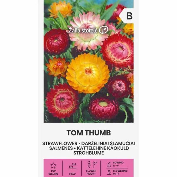 Strohblume 'Tom Thumb'