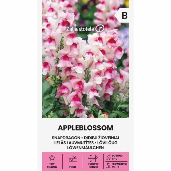 Löwenmaul 'Appleblossom'