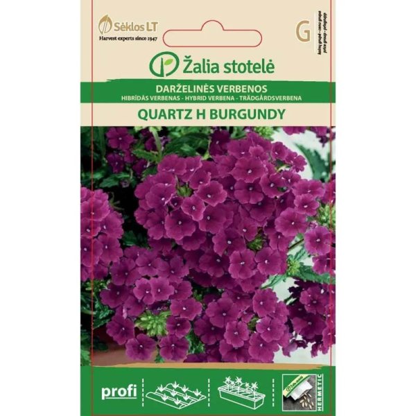 Garten-Verbene 'Quartz' F1 burgunder
