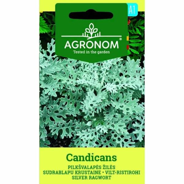 Silberblatt 'Candicans'