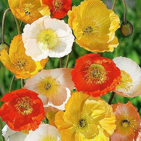 Mohn 'Victory Giant'