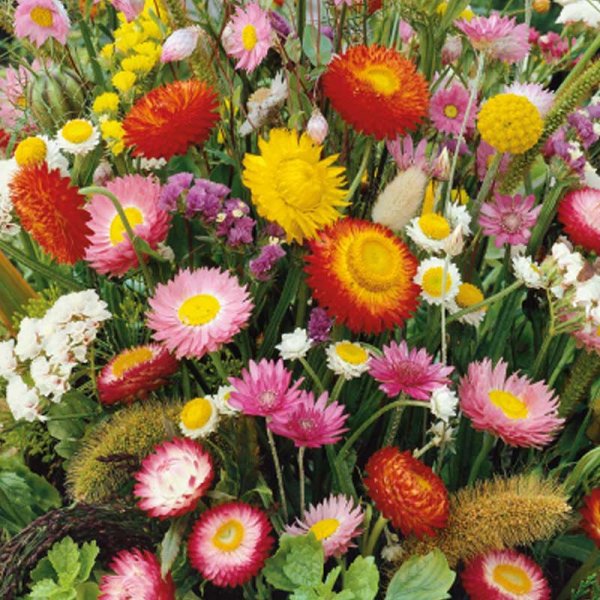 Blumenmischung 'Everlasting'