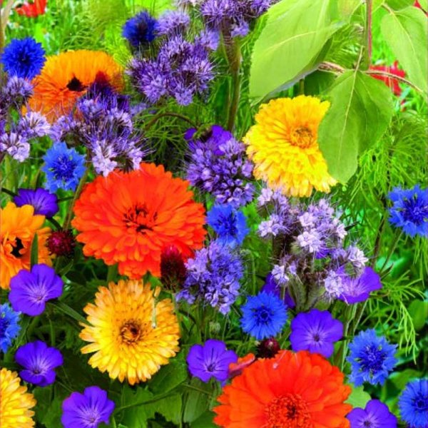 Blumenmischung 'Dream'