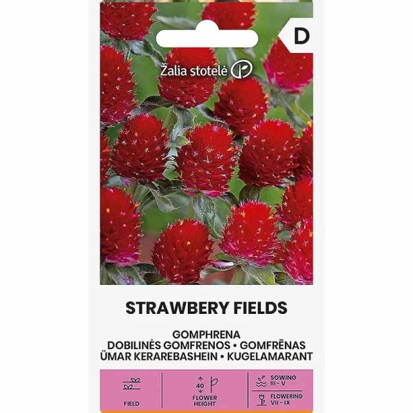 Roter Kugelamarant 'Strawberry Fields'