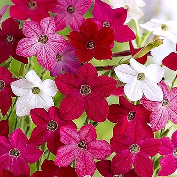 Ziertabak 'Sensation'