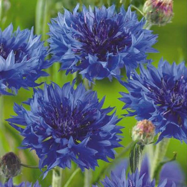 Kornblume 'Blue diadem'