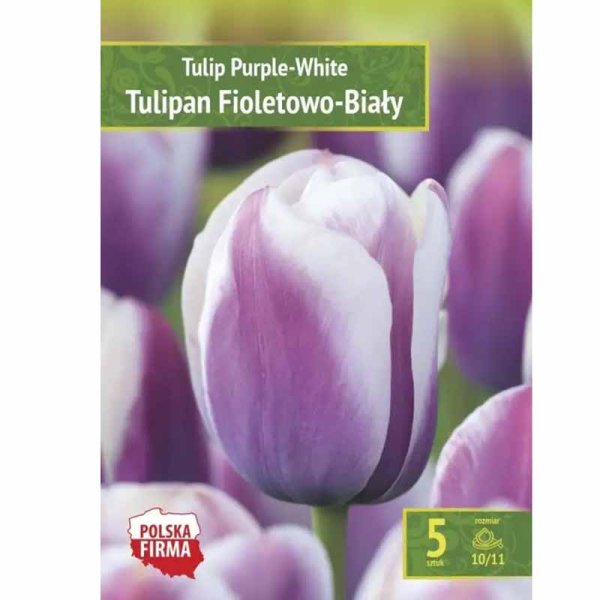 Tulpe Lila-Weiß
