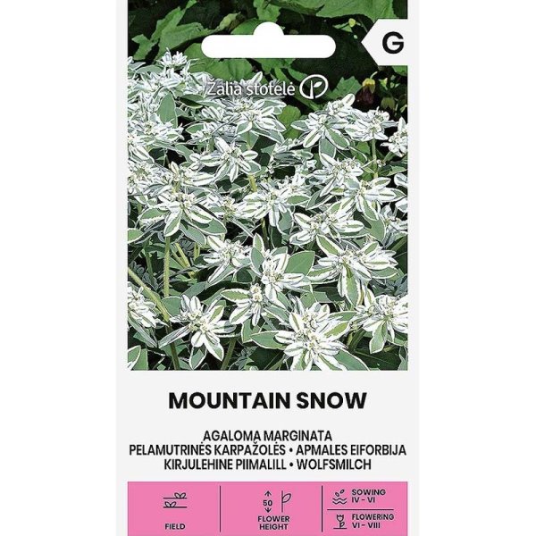 Bunte Wolfsmilch 'Mountain snow'