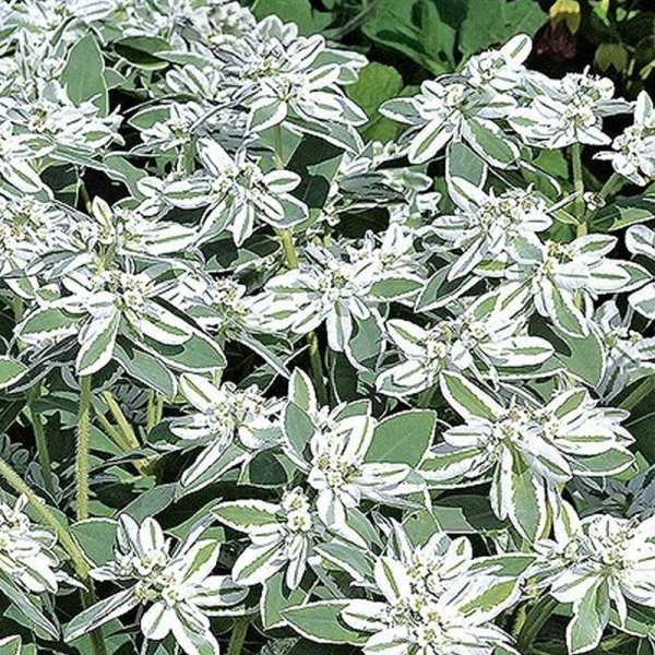 Bunte Wolfsmilch 'Mountain snow'