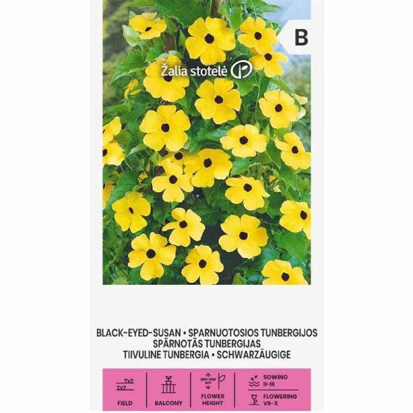 Schwarzäugige Susanne Black-eyed-Susan