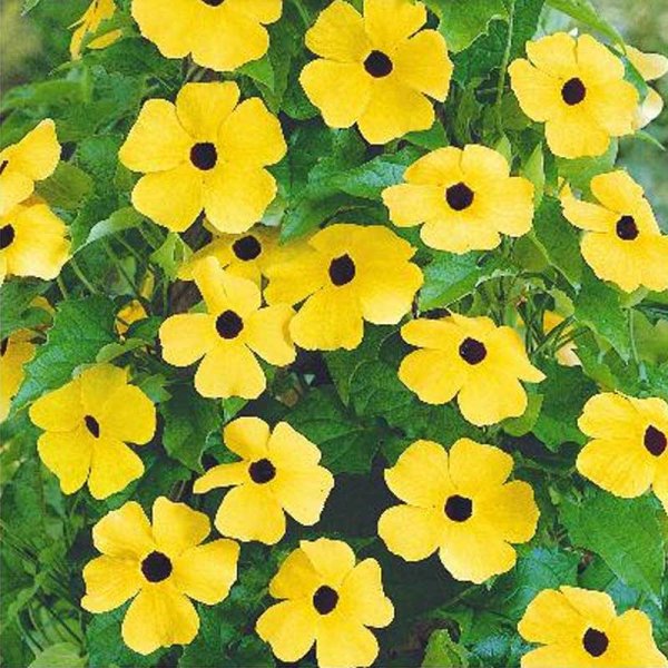 Schwarzäugige Susanne Black-eyed-Susan