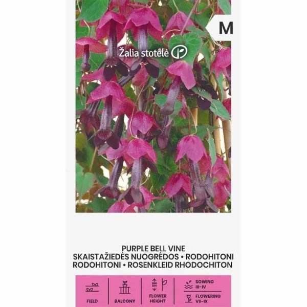 Schwarzäugige Susanne