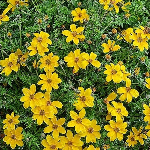 Hängende Bidens