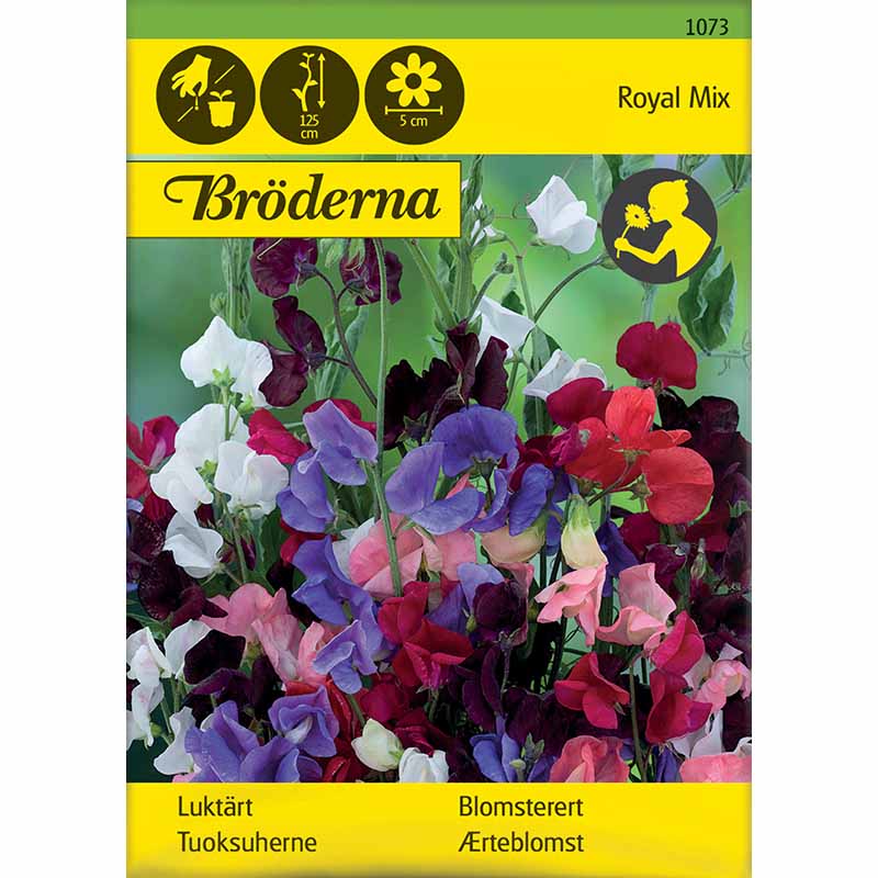 Duftwicke 'Royal Mix'