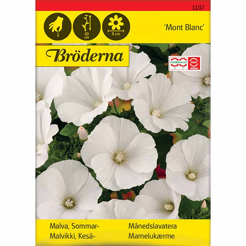 Sommermalve 'Mont Blanc'