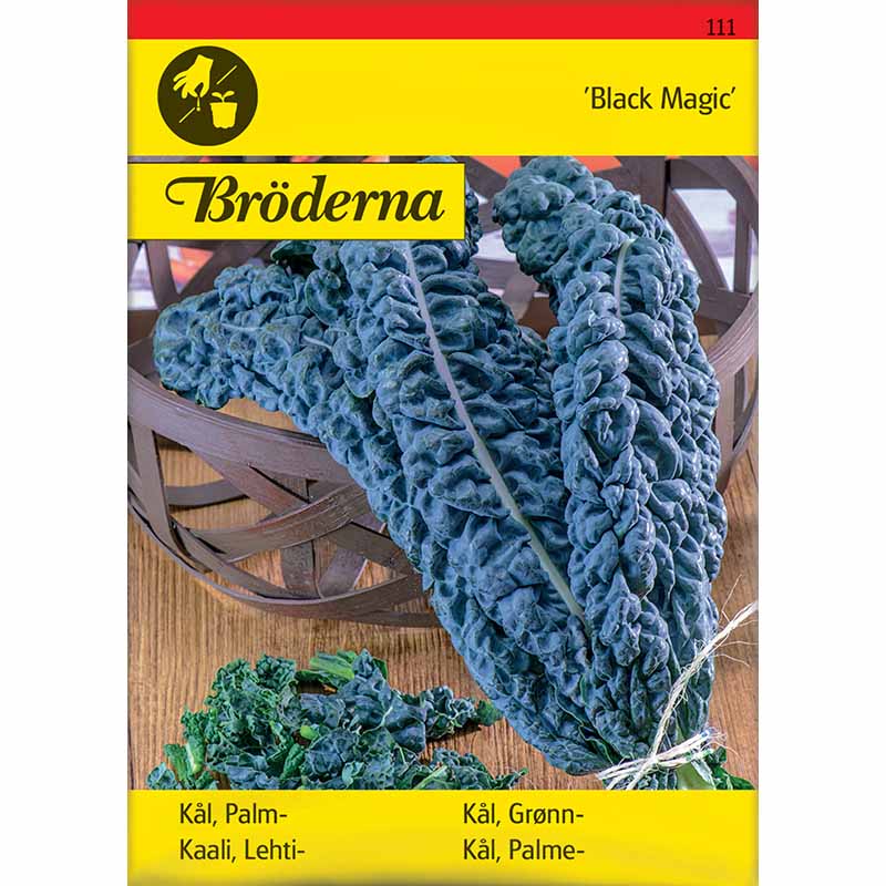 Schwarzkohl 'Black Magic'