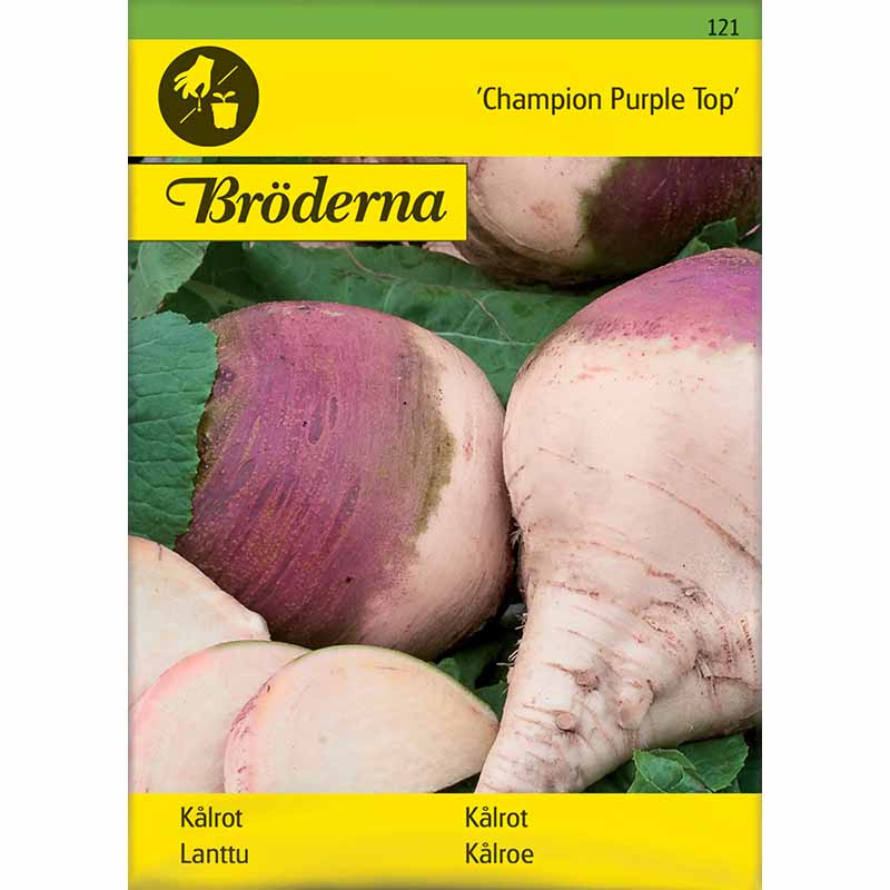 Steckrübe 'Champion Purple Top'
