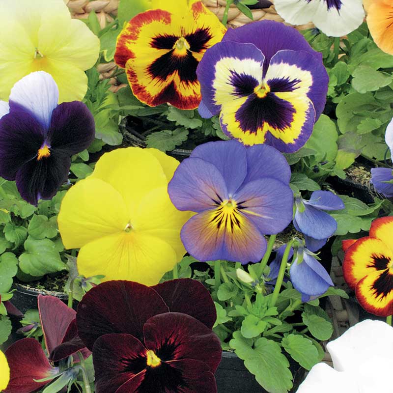 Stiefmütterchen 'Florist Strain' Mischung