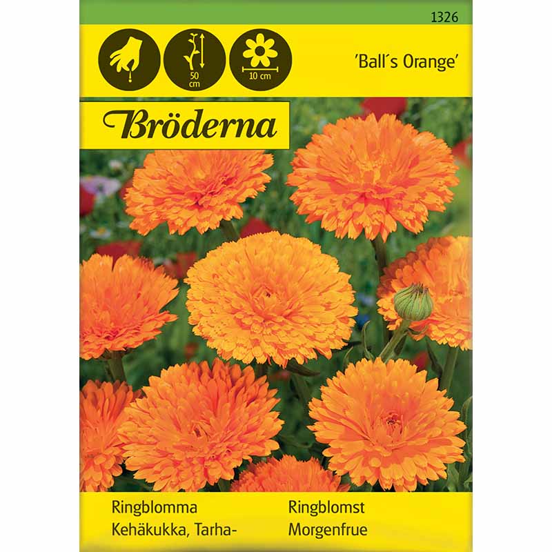 Ringelblume 'Ball´s Orange'