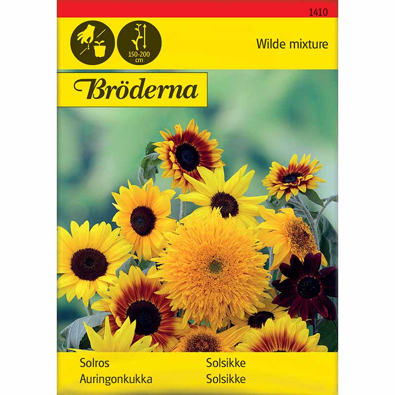 Sonnenblume gemischte Sorten