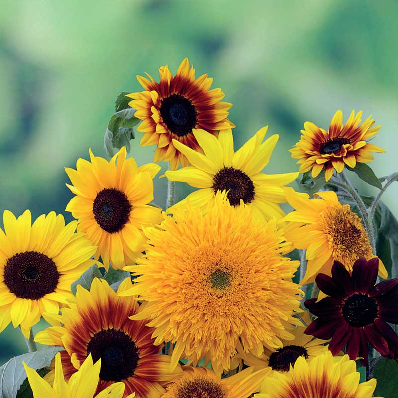 Sonnenblume gemischte Sorten